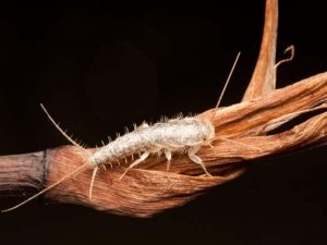 A1Exterminators Silverfish: The Stealthy Snackers Taking Over Your Home 1 A1Exterminators silverfish