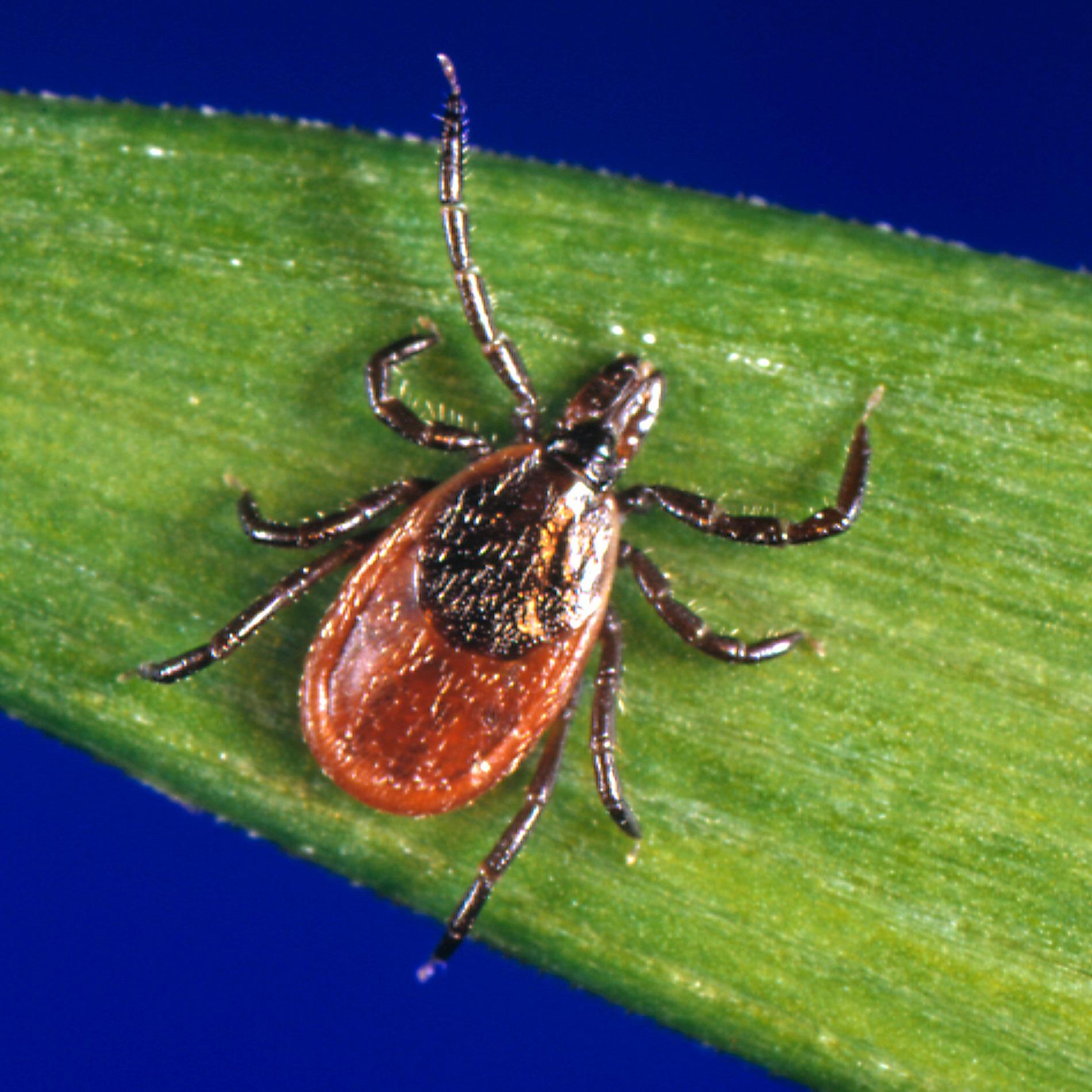 A1Exterminators deer tick