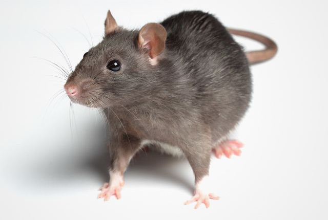 A1Exterminators Rat Image
