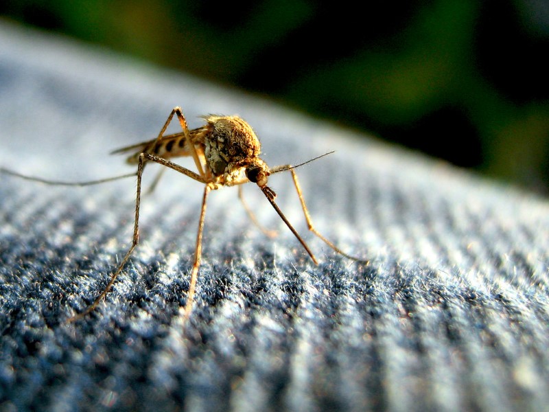 Are mosquitoes dangerous? A1 Exterminators