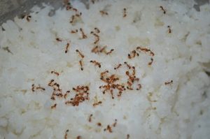 A1Exterminators photo 1505216980056 a7b7b1c6e000