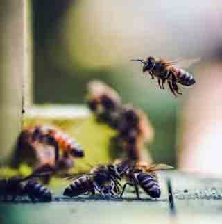 A1Exterminators Carpenter Bees