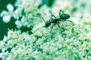 A1Exterminators david higgins dSM6qcdS7Hk unsplash