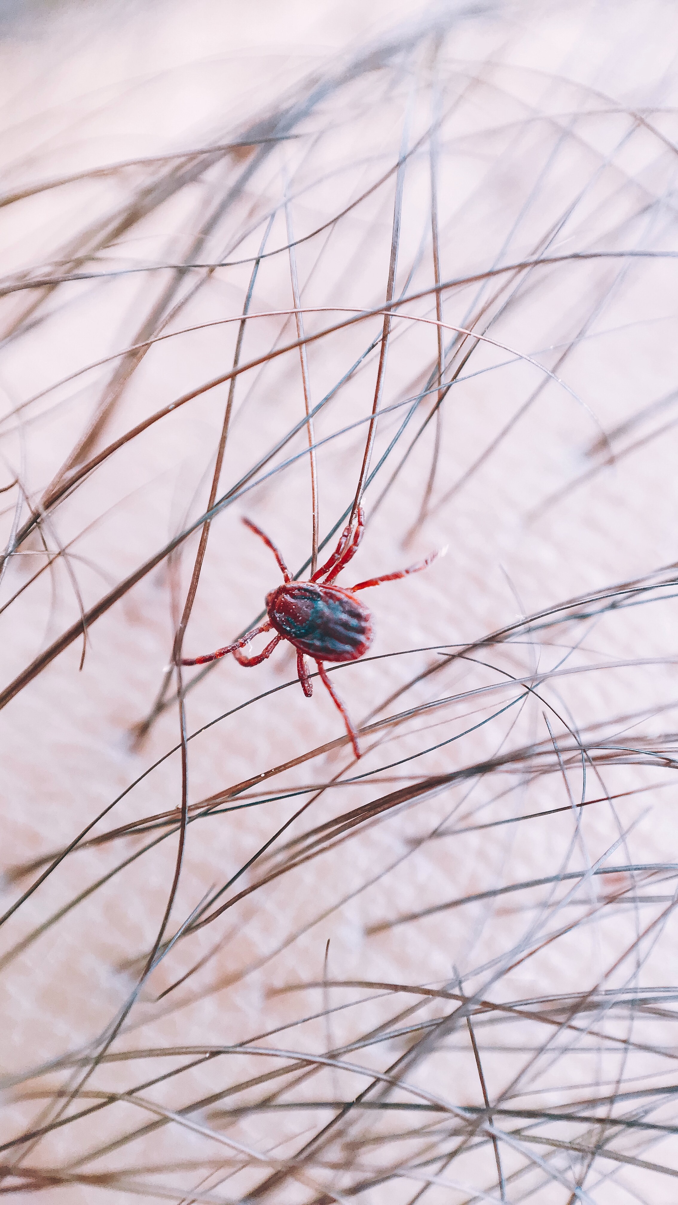 A1Exterminators foad roshan 6QIrFYr6 M8 unsplash