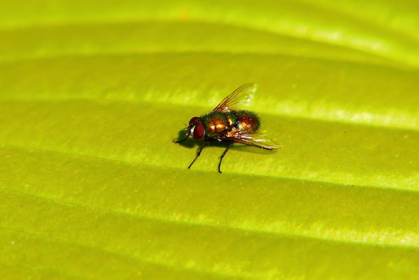 Non-biting flies | A1 Exterminators