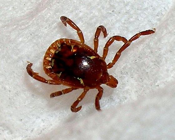 A1Exterminators lonestar tick