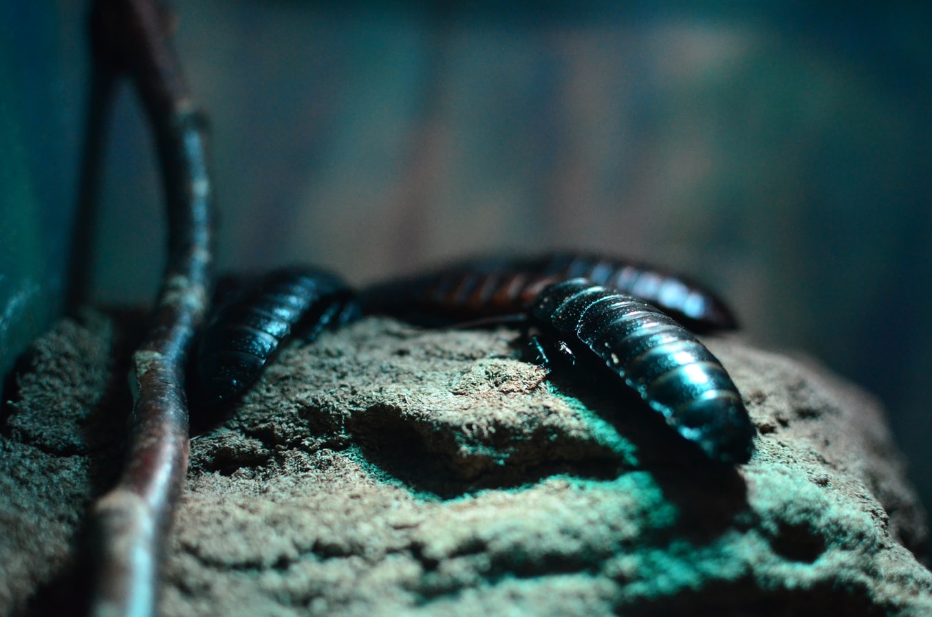 A1Exterminators photo 1514723614401 7fe8159015b9