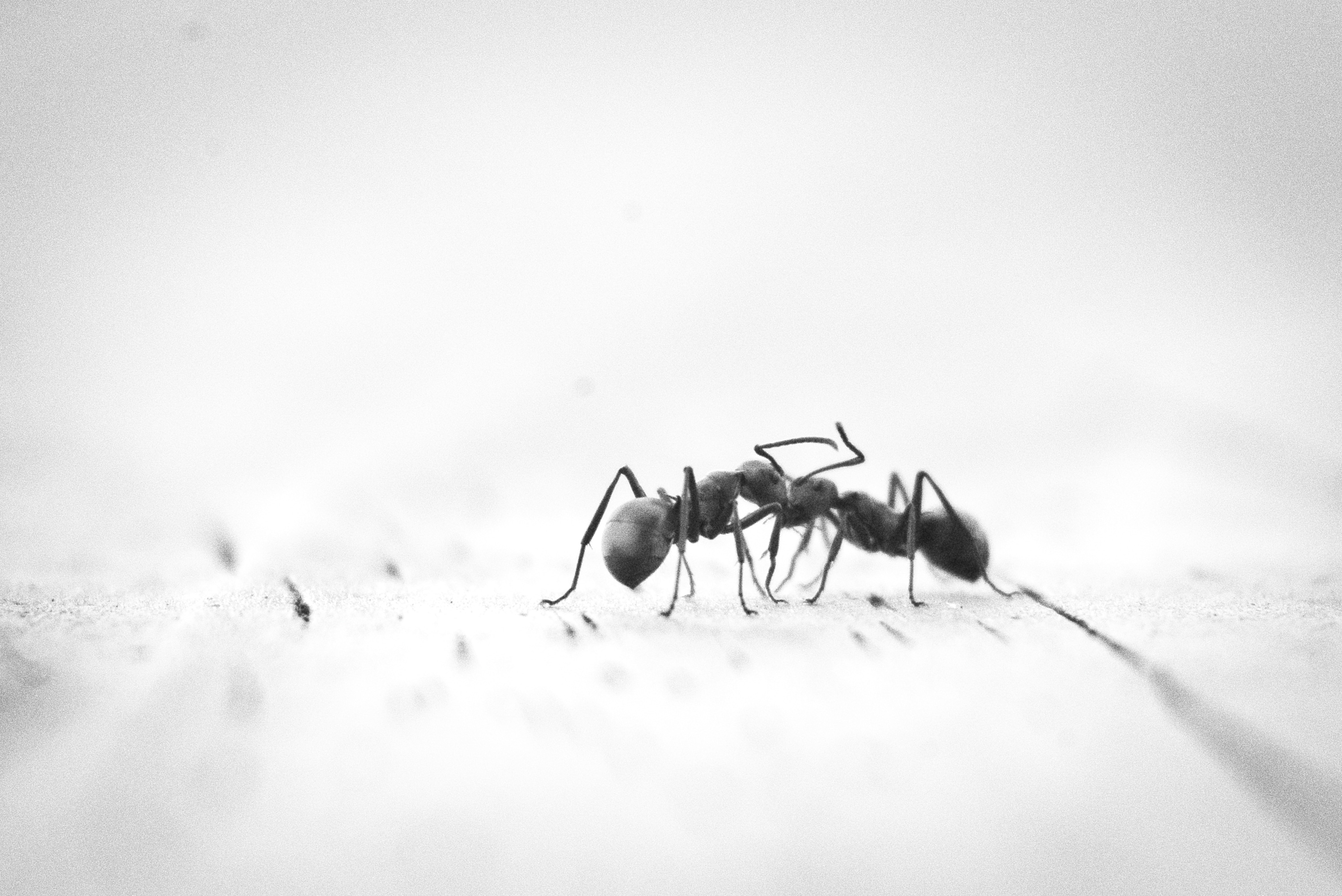 A1Exterminators thomas kinto QEkPeFtkON0 unsplash