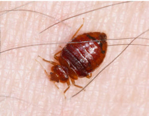 A1Exterminators bedbug2