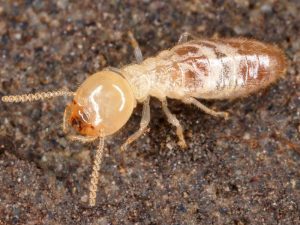 A1Exterminators termite
