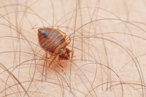 A1Exterminators Bedbugs survived the impact event that wiped out the dinosaurs