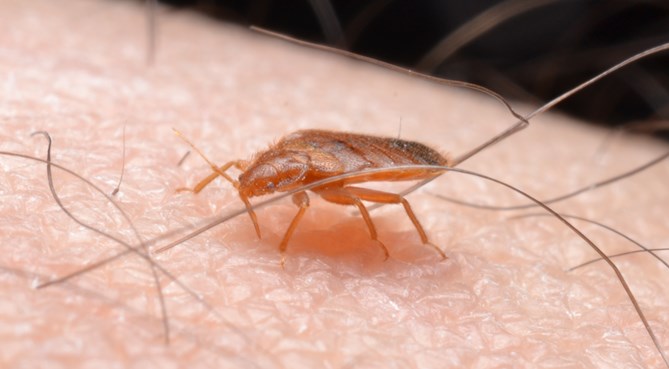 A1Exterminators bed bug feeding on skin 2
