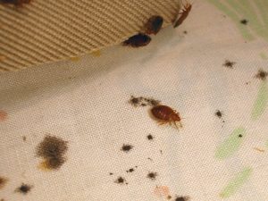 A1Exterminators bedbuggrouping