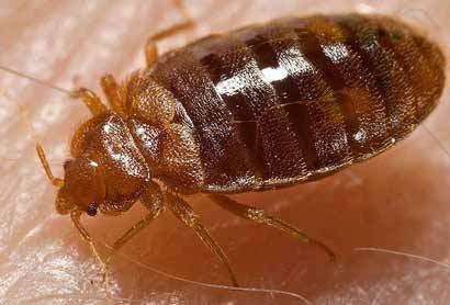 A1Exterminators frenchresear