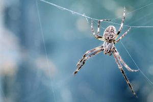 A1Exterminators How To Tell A Spider Bite From A Mosquito Bite | Bug Tip Tuesday 1 A1Exterminators photo 1510867342817 b74e60b51d18