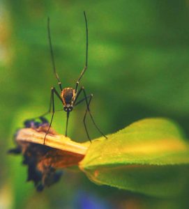 A1Exterminators photo 1530650610418 03403bebf100