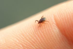 A1Exterminators remove tick