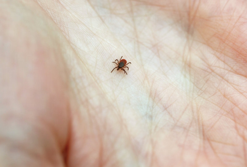 A1Exterminators tick insect in hand
