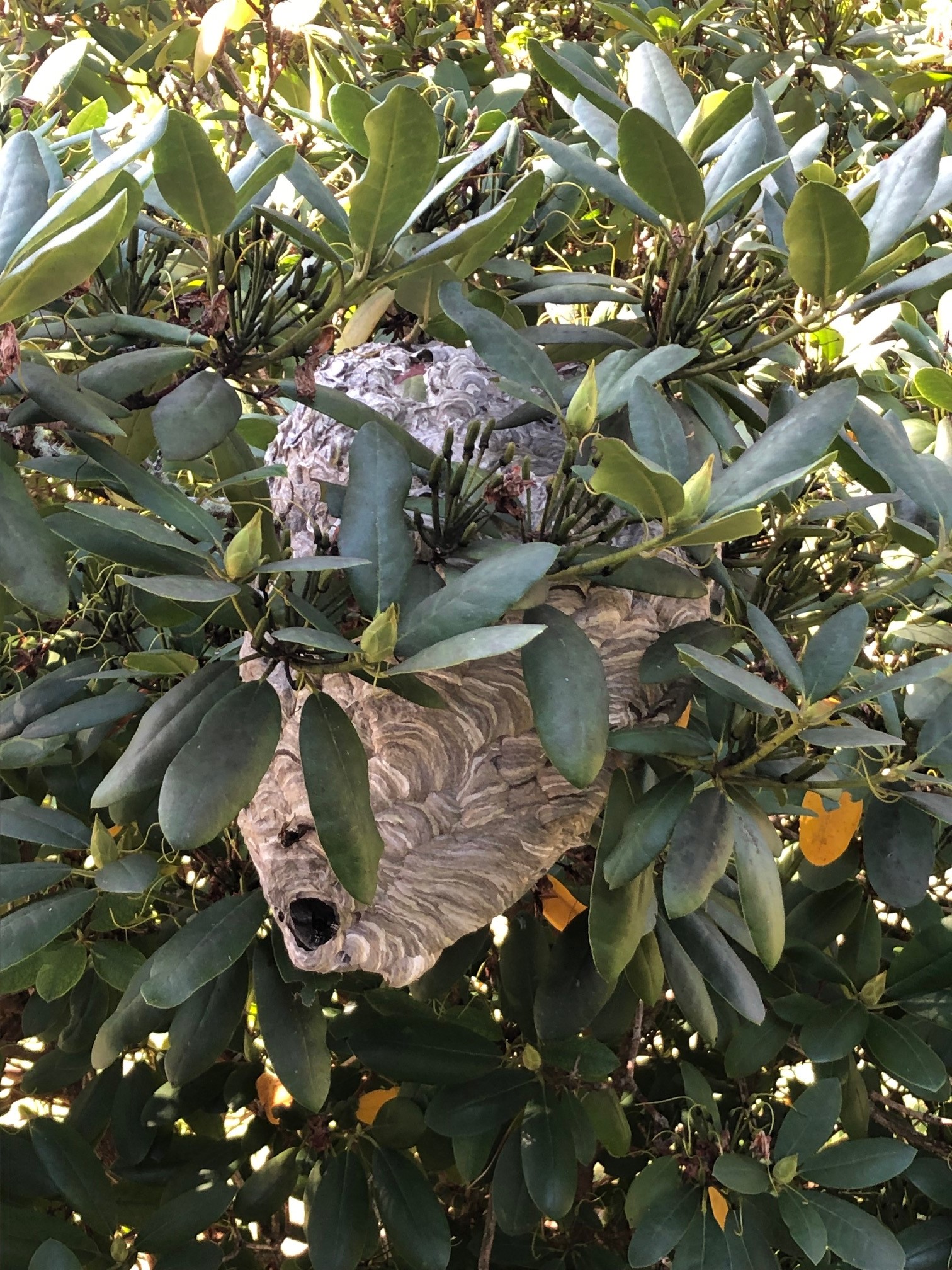 A1Exterminators IMG 2646