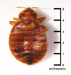 A1Exterminators bed bug size millimeters