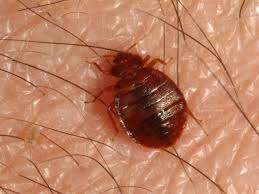 A1Exterminators bed bugs2