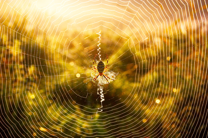 Spider web outdoors by A1 Exterminators