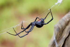 A1Exterminators Bug Tip Tuesday | Black Widow Spiders in New England 1 A1Exterminators iStock 135138127