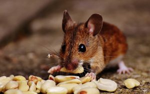 A1Exterminators mouse 1733266 960 720