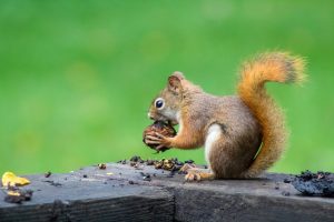 A1Exterminators photo 1507666405895 422eee7d517f
