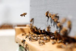A1Exterminators photo 1531254722074 92eebf4045ae