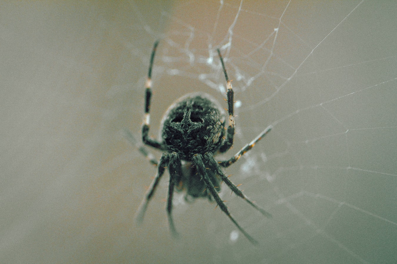 A1Exterminators photo 1537447486191 ee468e51c653