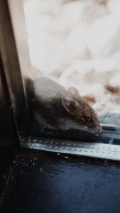 A1Exterminators photo 1566251926955 3cf45ab98205