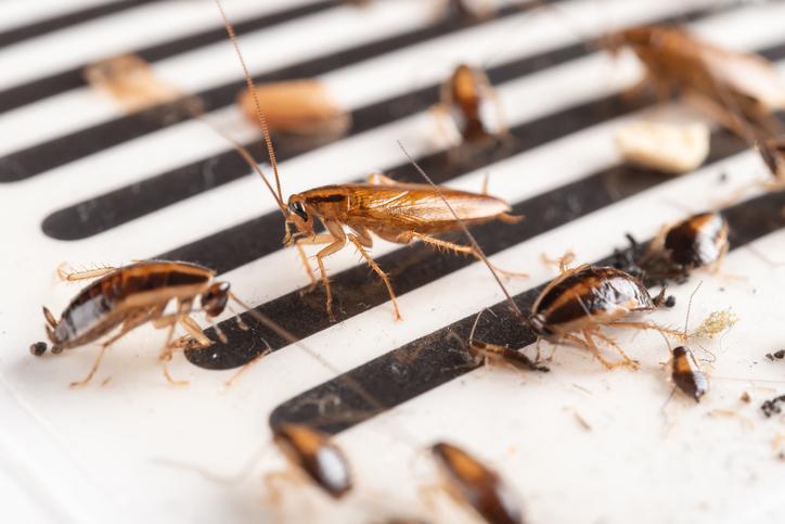 A1Exterminators iStock 1083206172