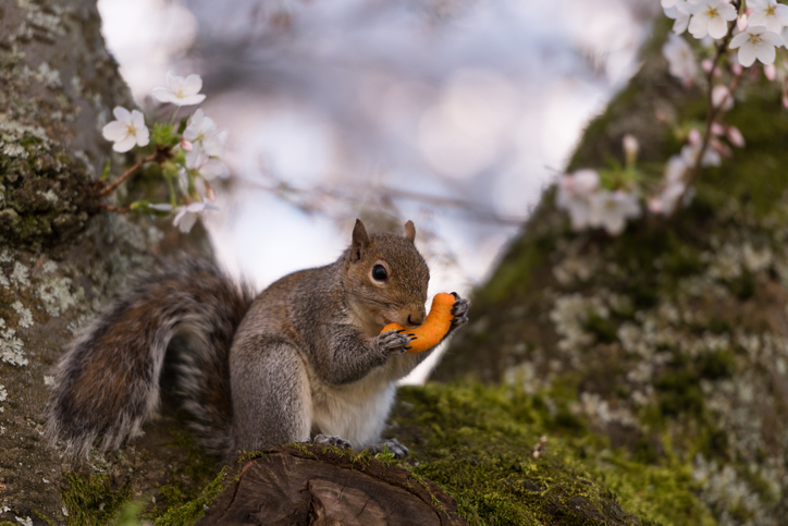 A1Exterminators iStock 1142163695