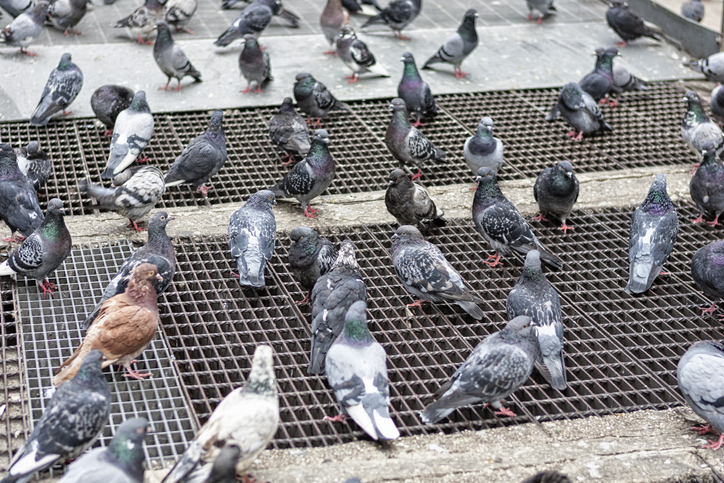 A1Exterminators iStock 688958738