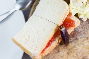 A1Exterminators iStock 1052951844