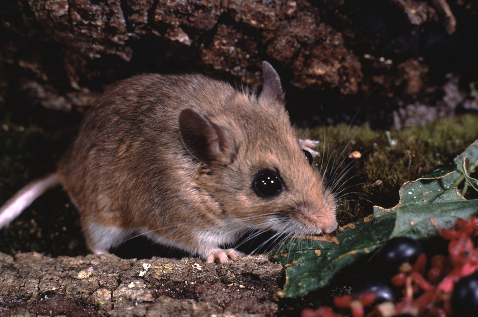 A1Exterminators iStock 1151879920