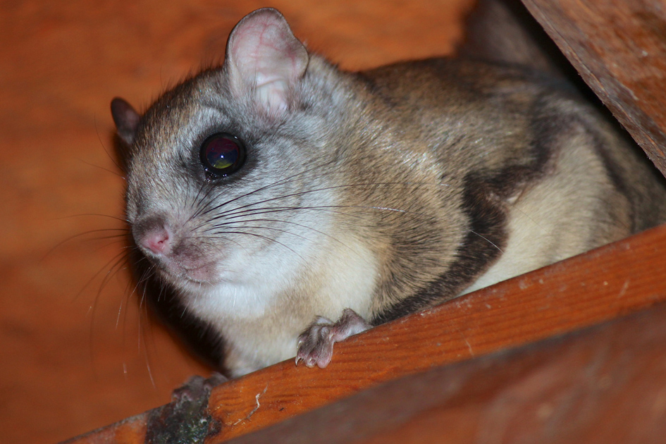 A1Exterminators iStock 471773467