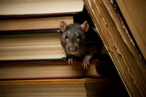 A1Exterminators iStock 91737954