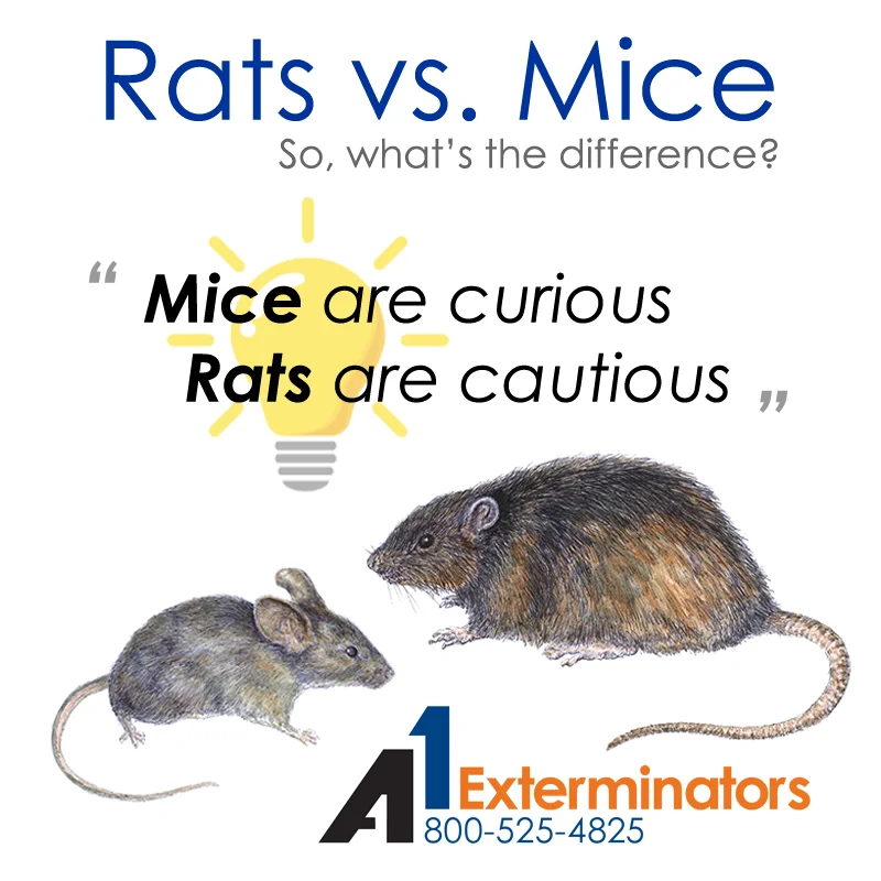 Rats vs Mice Graphic with quote, "Mice are curious Rats are cautious" [A1 Logo]