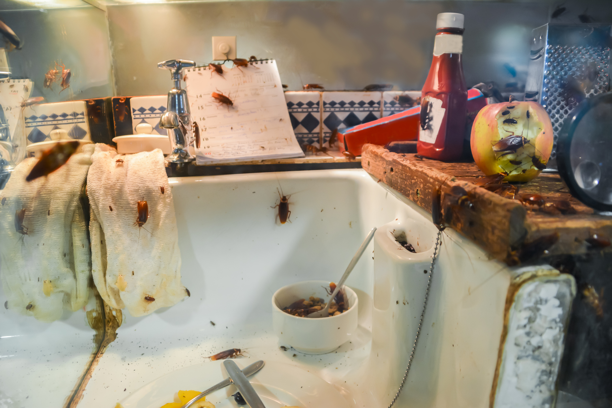 A1Exterminators iStock 1046107182