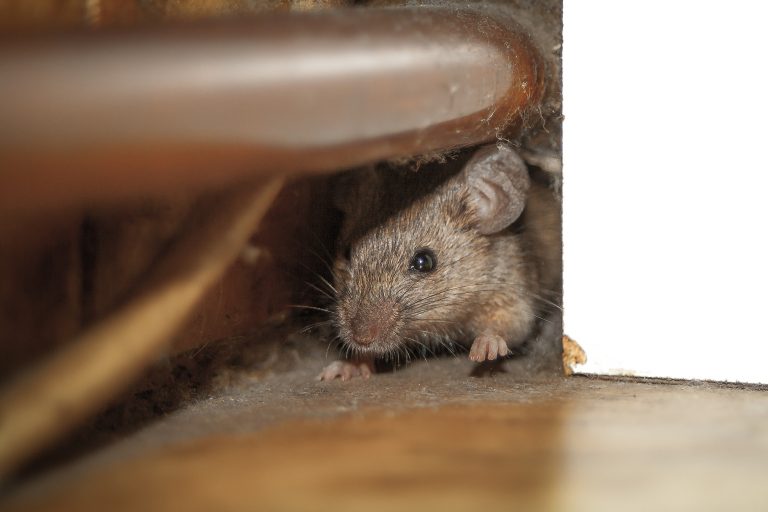 Rodent Tip Tuesday Using Strong Odors to Deter Mice A1 Exterminators