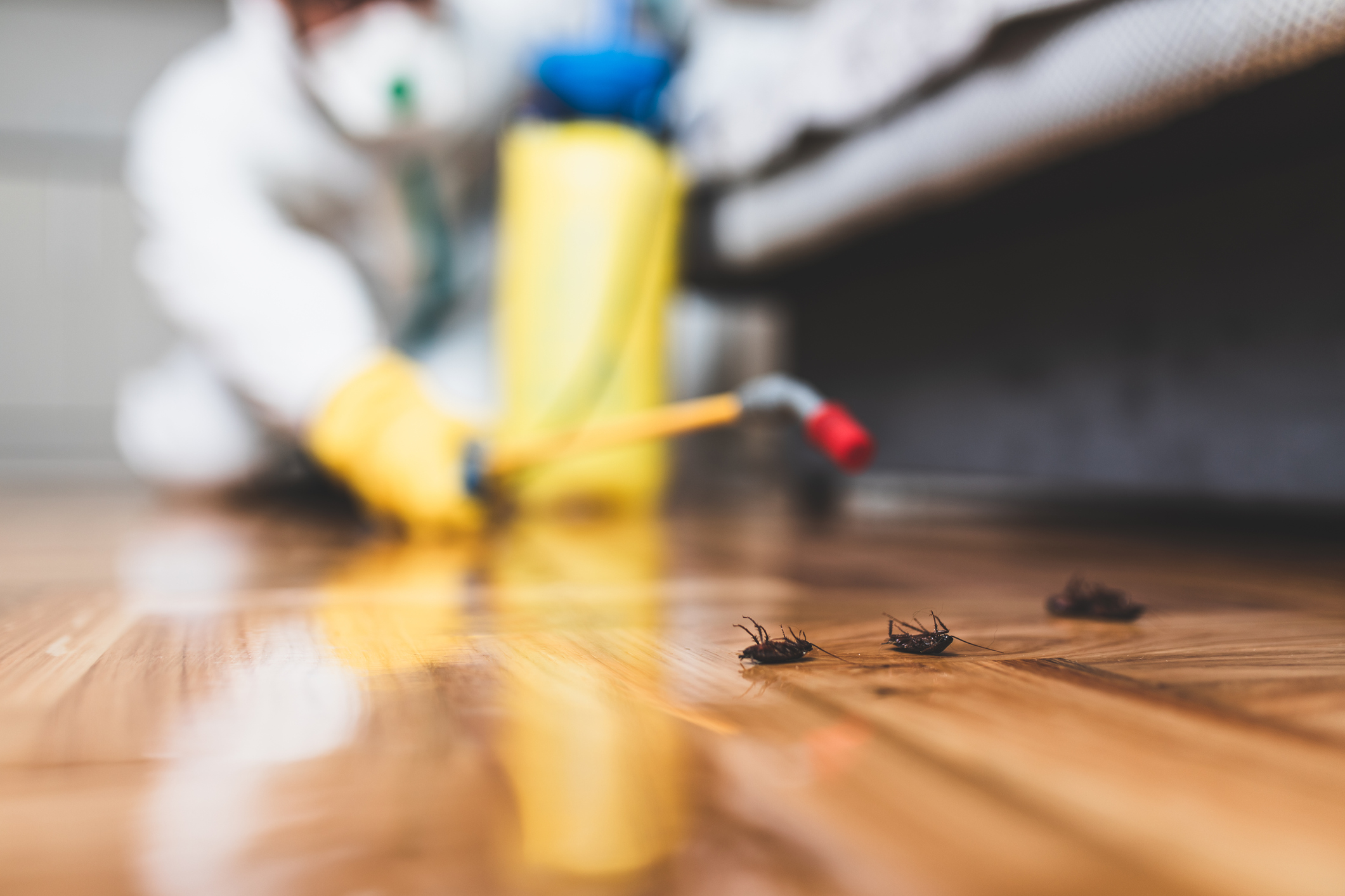 A1Exterminators iStock 1158253619