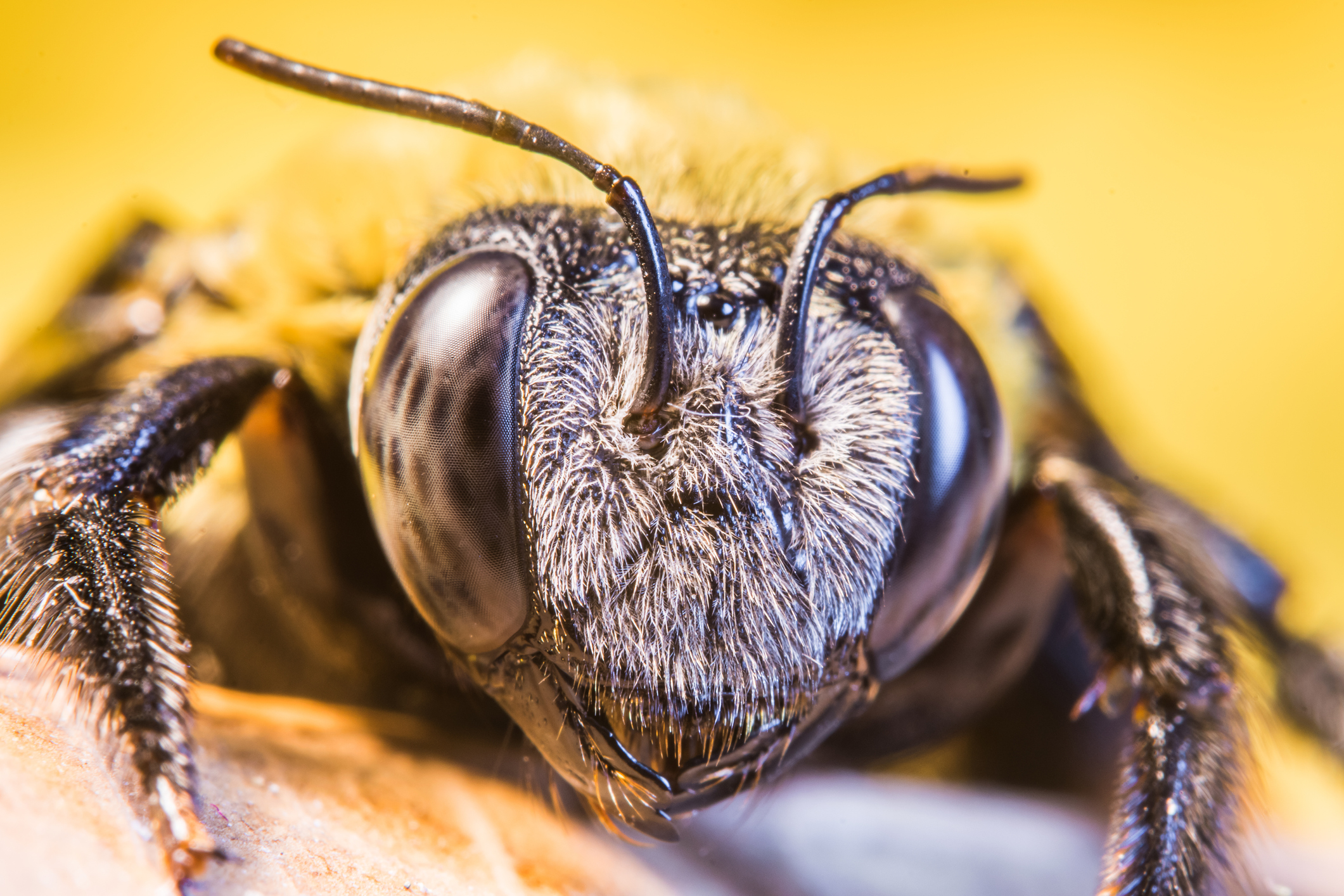 A1Exterminators iStock 1076963374