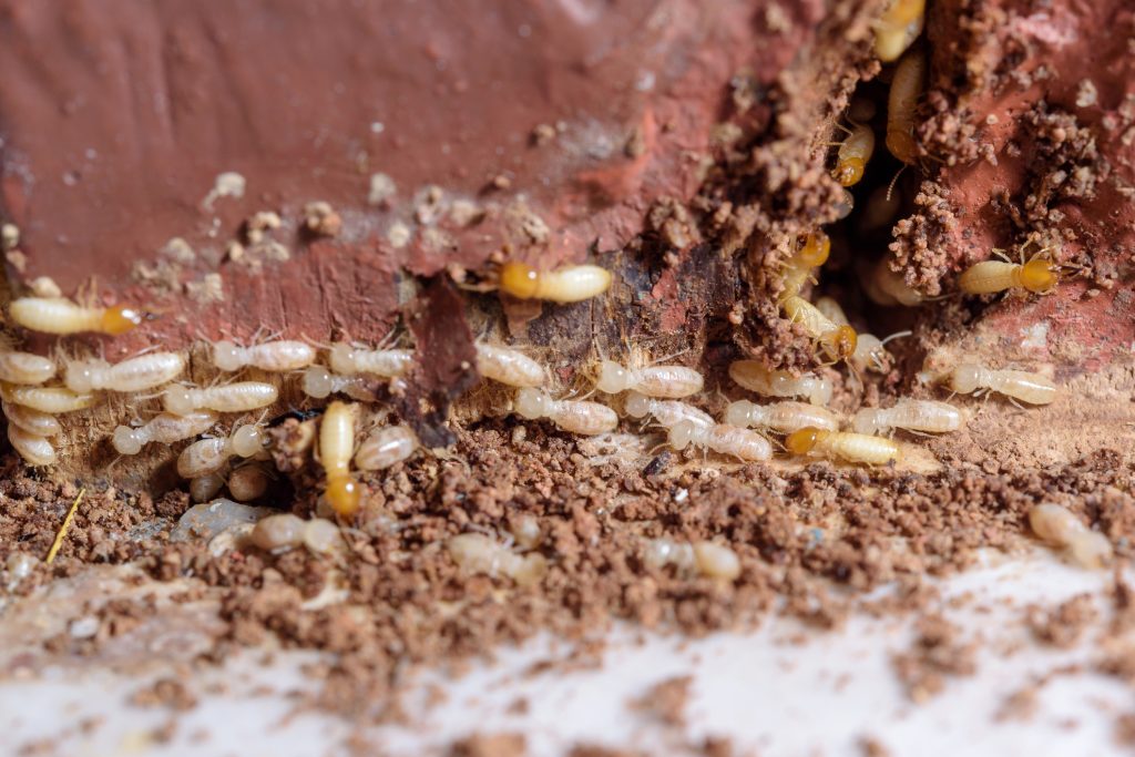 A1Exterminators Why Termites are More Active in the Spring 1 A1Exterminators iStock 670076592