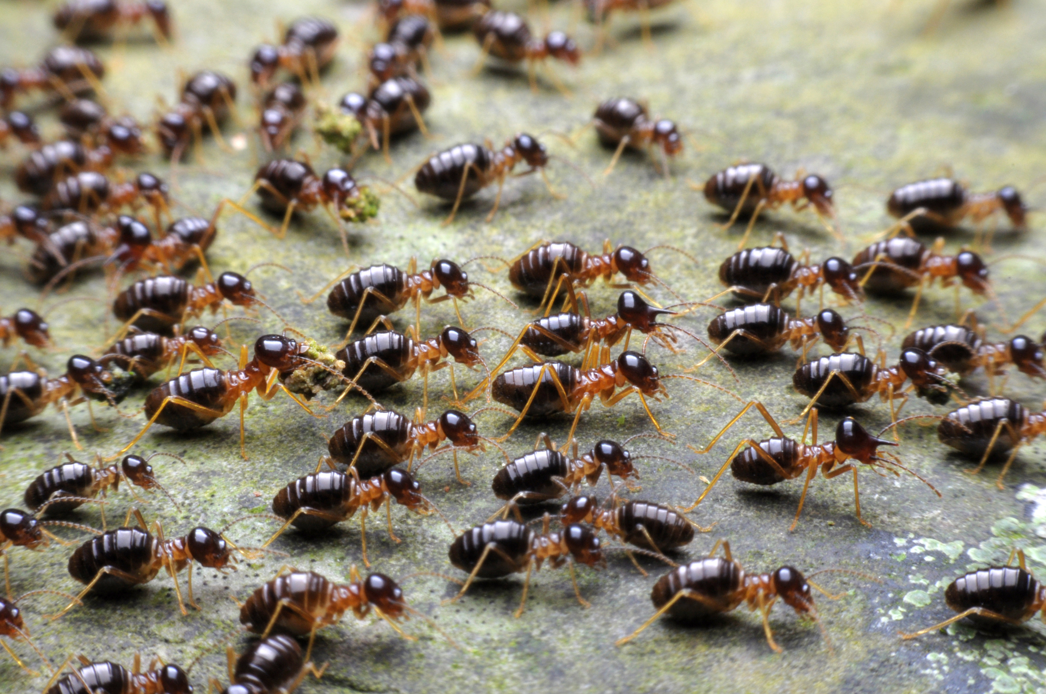 A1Exterminators iStock 687356810