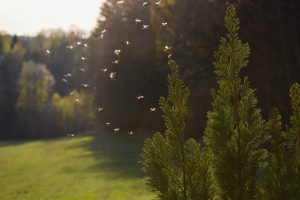Mosquitos flying in sunset light