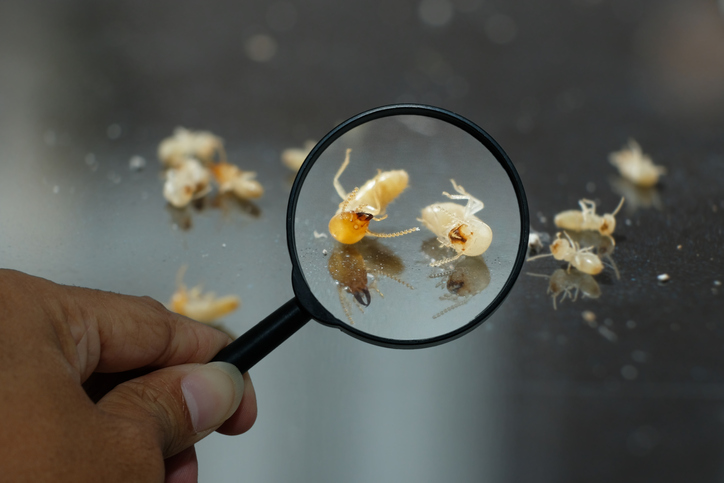 A1Exterminators iStock 1125598336