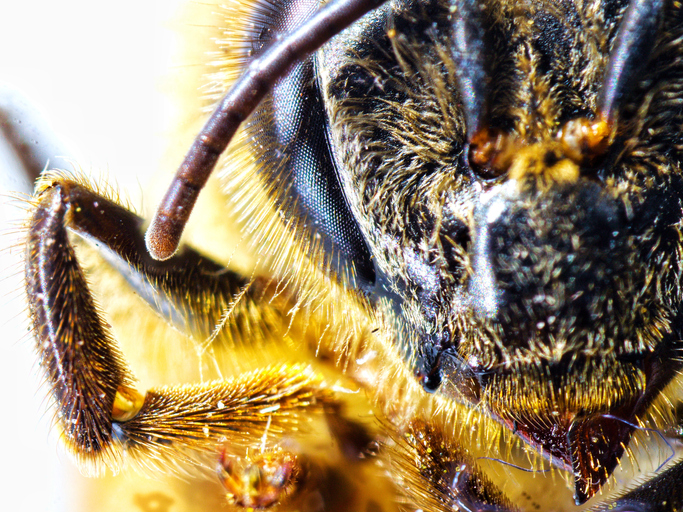 A1Exterminators iStock 1158526738