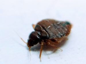 A1Exterminators Do Bedbugs Fly? 1 A1Exterminators iStock 1183995592